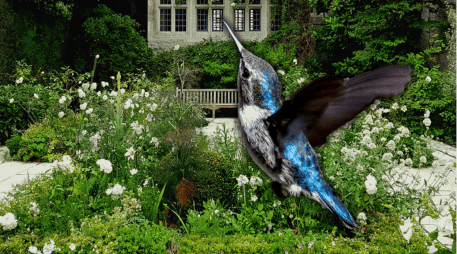 Ofrecer alimentos en casa requiere de medidas higiénicas y proporciones exactas para evitar enfermedades digestivas en las aves. ESPECIAL/Canva