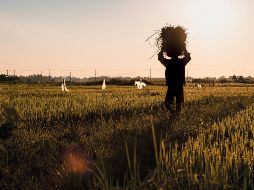 En ese sentido, el estudio subrayó que los trabajadores informales, rurales y quienes realizan actividades al aire libre figuran entre los grupos más expuestos a la pérdida de ingresos. Unsplash
