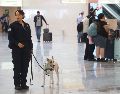 Ante el actual panorama sanitario, la Agencia de Sanidad, Inocuidad y Calidad Agroalimentaria en Jalisco fortaleció la revisión de mascotas de compañía debido a la presencia del gusano barrenador. ESPECIAL/Secretaría de Agricultura y Desarrollo Rural