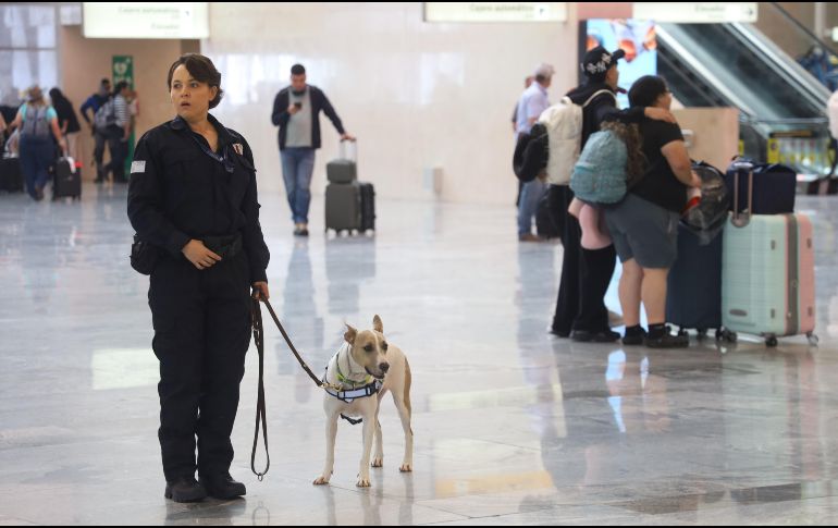 Ante el actual panorama sanitario, la Agencia de Sanidad, Inocuidad y Calidad Agroalimentaria en Jalisco fortaleció la revisión de mascotas de compañía debido a la presencia del gusano barrenador. ESPECIAL/Secretaría de Agricultura y Desarrollo Rural