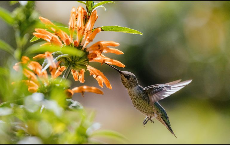 La visita de un colibrí en agosto de 2026 trae consigo un mensaje de vitalidad y éxito según el Feng Shui. Conoce cómo aprovechar esta energía positiva en tu hogar. Unsplash