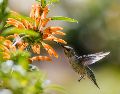 La visita de un colibrí en agosto de 2026 trae consigo un mensaje de vitalidad y éxito según el Feng Shui. Conoce cómo aprovechar esta energía positiva en tu hogar. Unsplash