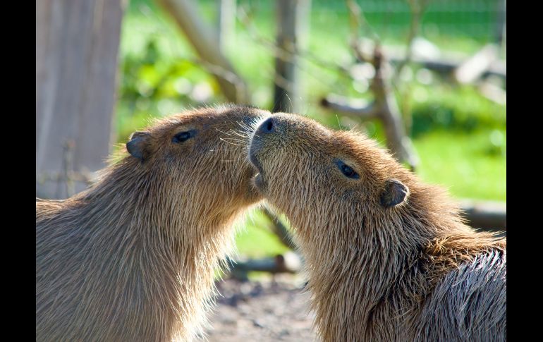 La visita sorpresa de los capibaras no causó daños al recinto, pero sí muchas sonrisas. ESPECIAL/PEXELS