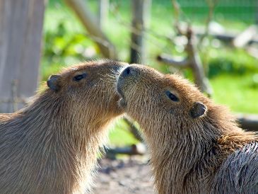 La visita sorpresa de los capibaras no causó daños al recinto, pero sí muchas sonrisas. ESPECIAL/PEXELS