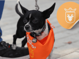 Vacunar a una mascota no solo mejora su calidad de vida, sino que también te permite disfrutar de su compañía por mucho más tiempo. ESPECIAL/ Facebook/ Protección Animal Zapopan/ Juan José Frangie