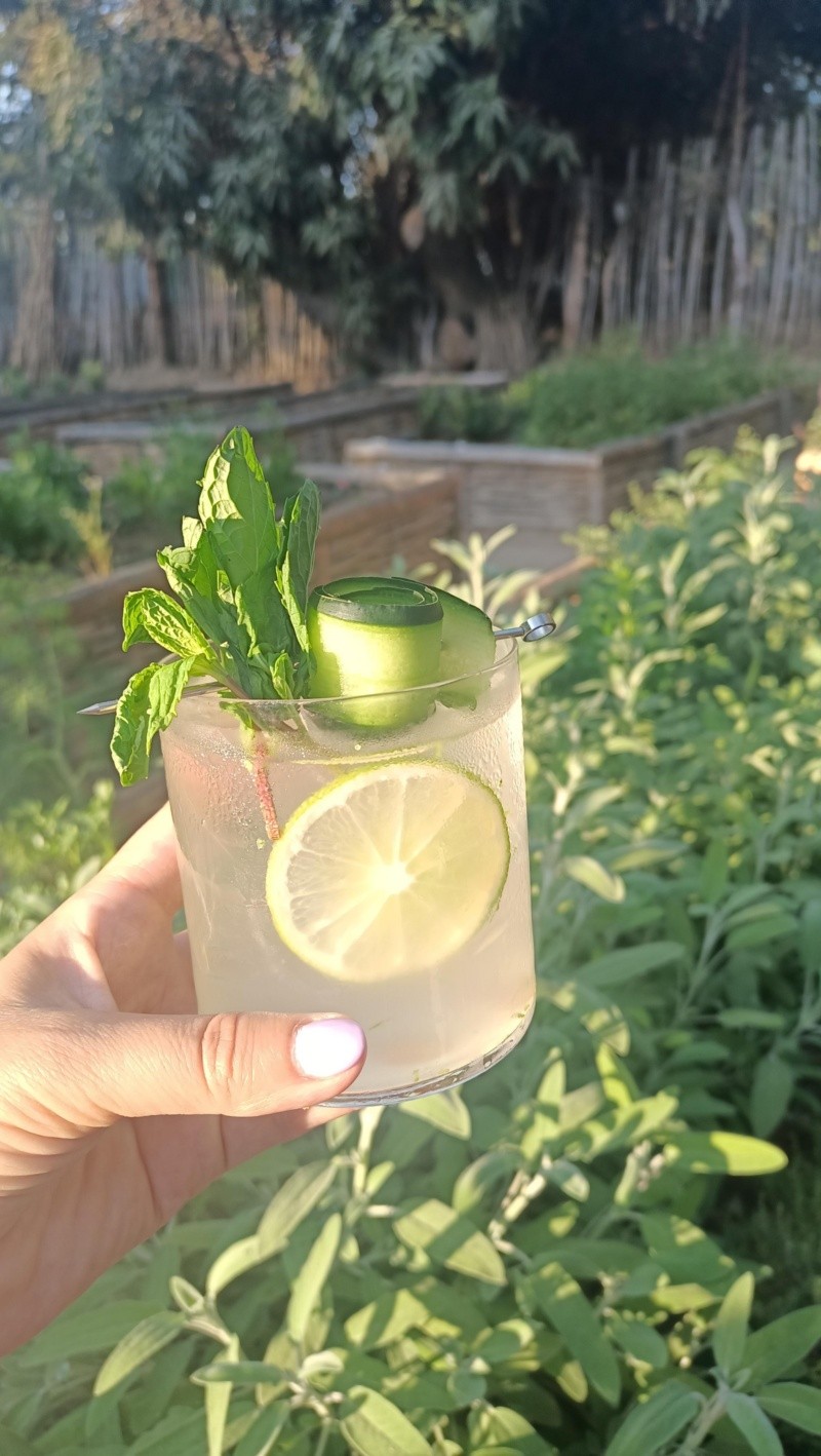 &nbsp;Desde el huerto disfrutamos este fresco coctel de pepino / Foto: Cortesía