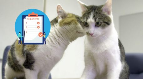 Toma estas recomendaciones y manten una convivencia sana con tus masctoas. AP / ARCHIVO