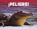 Debido a que la presencia de estos ejemplares ha sido constante en la franja costera, las autoridades locales procedieron a implementar protocolos de seguridad. ESPECIAL / CANVA