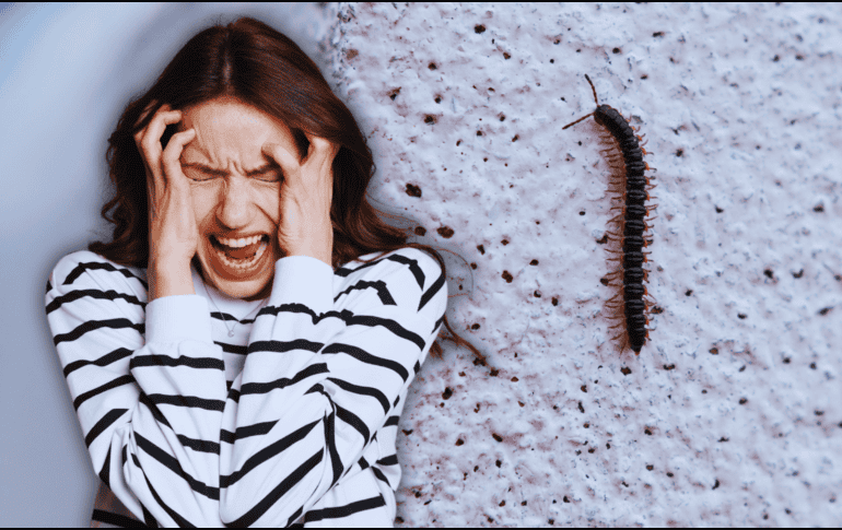 Los expertos en entomología sugieren mantener la calma ante estos avistamientos cotidianos. ESPECIAL / CANVA