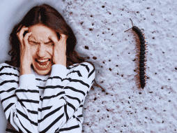 Los expertos en entomología sugieren mantener la calma ante estos avistamientos cotidianos. ESPECIAL / CANVA