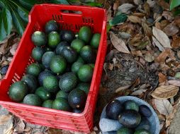 Jalisco es el segundo lugar nacional de la producción de aguacate, por debajo de Michoacán. ESPECIAL