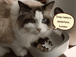 Un alimento con mayor concentración de proteína de origen animal y un balance adecuado de nutrientes puede representar una mejor inversión para la salud del gato a largo plazo. ESPECIAL/Canva