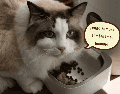 Un alimento con mayor concentración de proteína de origen animal y un balance adecuado de nutrientes puede representar una mejor inversión para la salud del gato a largo plazo. ESPECIAL/Canva