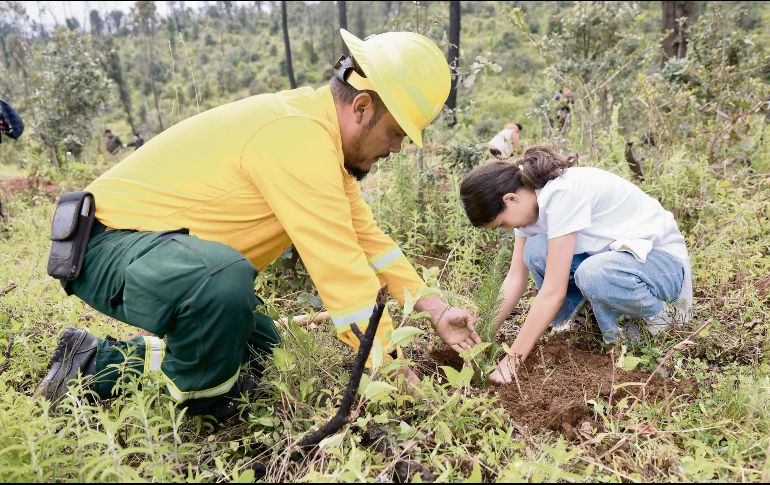 Autoridades y ciudadanos participaron en la plantación de 10 mil árboles nativos en 50 hectáreas del predio Agua Cerrada. Es parte de la Meseta de Tapalpa afectada en los últimos años por incendios forestales. ESPECIAL