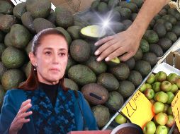 Luego de tres días de paralizado el corte, empaque y comercialización de aguacate de exportación a EU, este lunes se reanudaron las labores en los campos. EL INFORMADOR / ARCHIVO / SUN / M. Guzmán