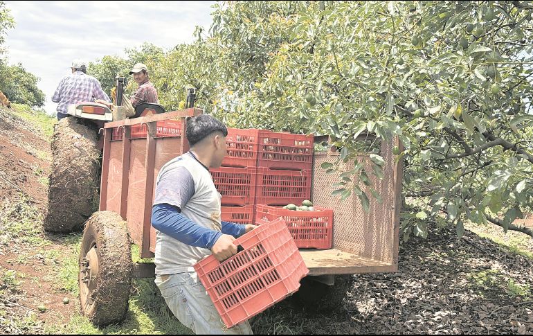 El Gobierno federal anunció que reforzará la seguridad en Michoacán. EL UNIVERSAL