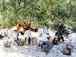 Chihuahua es el principal productor de nueces pecanas a nivel nacional. ESPECIAL