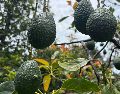 Las bases de operaciones protegerán la inspección, producción y exportación de aguacate en Michoacán, tras una alerta de seguridad emitida la pasada semana. SUN / C. Arrieta