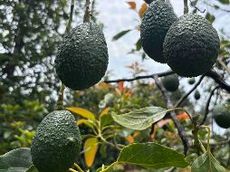 Las bases de operaciones protegerán la inspección, producción y exportación de aguacate en Michoacán, tras una alerta de seguridad emitida la pasada semana. SUN / C. Arrieta