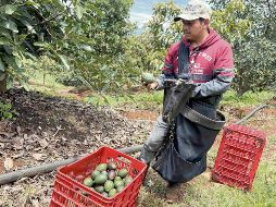 Fuerzas federales refuerzan su presencia para cuidar de productores. EL UNIVERSAL