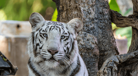 El tráfico de especies es un problema persistente y de gran escala en el territorio mexicano, considerado el cuarto negocio criminal más lucrativo a nivel mundial. CANVA