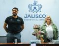 El director de la AMBU, Jesús Félix Gastélum, indicó que suman 350 árboles que han caído durante el temporal de lluvias. EL INFORMADOR/ J. Acosta