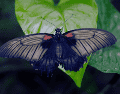 La próxima vez que una mariposa negra visite el hogar, no hay motivo para alarmarse. ESPECIAL / CANVA
