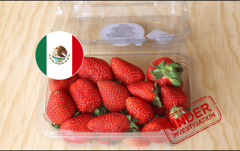 La controversia surge después de que productores estadounidenses, principalmente de Florida, solicitaran a las autoridades de su país revisar las importaciones de fresas procedentes de México durante la temporada invernal. ESPECIAL