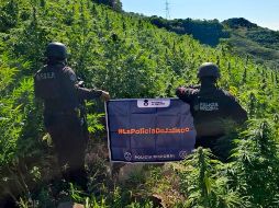 En el sitio fueron contabilizadas alrededor de 360 mil plantas, algunas de las cuales alcanzaban hasta 2.5 metros de altura. ESPECIAL