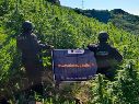 En el sitio fueron contabilizadas alrededor de 360 mil plantas, algunas de las cuales alcanzaban hasta 2.5 metros de altura. ESPECIAL