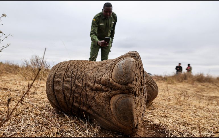 Lesidai Kipelian, guardabosques comunitario fotografía los restos de Genghis Khan, un elefante macho de 11 años, en la reserva comunitaria Kitenden B, en las afueras del Parque Nacional de Amboseli. EFE/D. IRUNGU