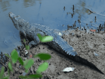 La SEMADET anuncia el primer Festival de los Cocodrilos en Puerto Vallarta. ESPECIAL/Gobierno de Jalisco