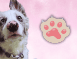 Razas de trabajo como el Border Collie, el Pastor Alemán o el Golden Retriever pueden llegar a entender un nuevo comando con menos de cinco repeticiones. EL INFORMADOR / O. Álvarez