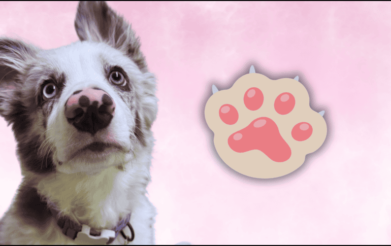 Razas de trabajo como el Border Collie, el Pastor Alemán o el Golden Retriever pueden llegar a entender un nuevo comando con menos de cinco repeticiones. EL INFORMADOR / O. Álvarez