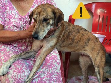 Estas son las afectaciones que puede sufrir un perro tras ingerir basura. SUN / ARCHIVO