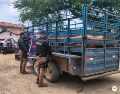 La camioneta, el remolque y las seis cabezas de ganado fueron trasladados a las instalaciones de la Asociación Ganadera de Mascota. CORTESÍA