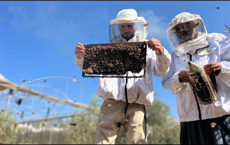 Cuando Al Aqad volvió a su terreno. todas las abejas se habían ido. EFE