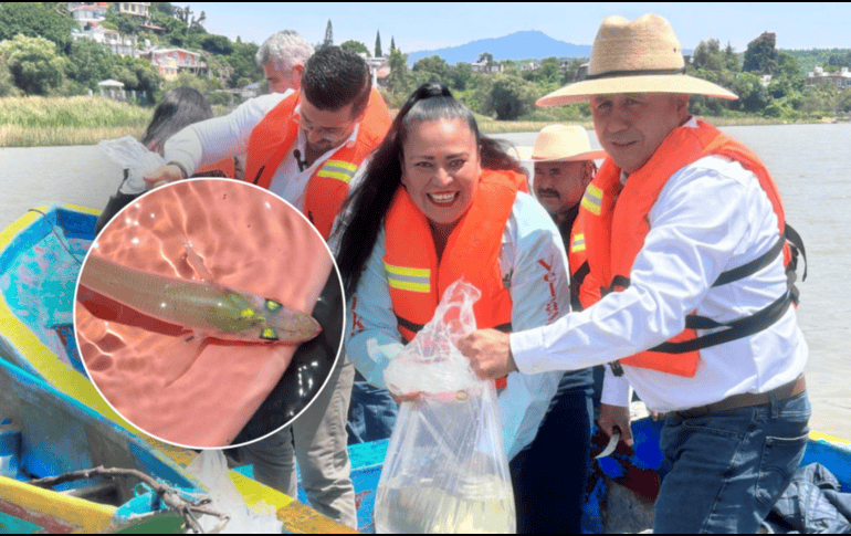 La producción de pescado blanco en la reserva se realizaba de forma artesanal y directamente en el lago. GOBIERNO DE MICHOACAN / ESPECIAL