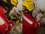 De acuerdo con el reporte, el felino no presentaba daños aparentes tras el rescate. FACEBOOK /PROTECCIÓN CIVIL Y BOMBERO GDL