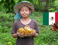 Cada 2 de septiembre, la conmemoración del Día Nacional del Cacao y el Chocolate recuerda la profunda relación entre este cultivo y la historia de México, así como la importancia de preservar una tradición que ha trascendido generaciones y fronteras. CANVA