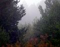 En la imagen de archivo, bosque de pinos. El equipo advierte de que los resultados no significan que la reforestación con especies exóticas sea una solución general a la crisis climática. EFE/J Guillén
