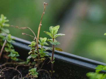 La producción de naranjas en Florida cerró la temporada 2025-2026 con un total de 12,92 millones de cajas, superando ligeramente las previsiones iniciales y quedando un 5 % por encima de la campaña anterior. Unsplash