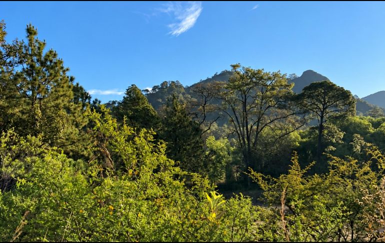 El municipio de Mascota se encuentra ubicado en la Sierra Madre Occidental. Su altitud de mil 230 metros sobre el nivel del mar garantiza un clima semicálido y semihúmedo durante todo el año. ESPECIAL / O. F. López