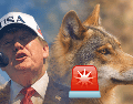 Recientemente el presidente de Estados Unidos Donald Trump firmo una orden que podría poner en riesgo al lobo mexicano especie transfronteriza en peligro de extinción.EFE / A. GORDON / UNSPLASH / W. SPIRIT