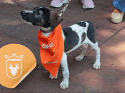 Vacunar a una mascota no solo mejora su calidad de vida, sino que también te permite disfrutar de su compañía por mucho más tiempo. ESPECIAL/ Facebook/ Protección Animal Zapopan