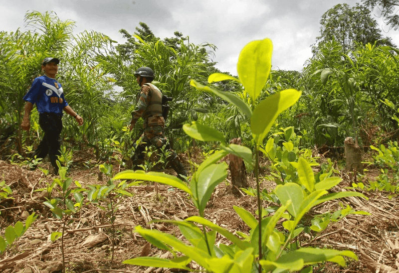 Fotografía de archivo de personas que permanecen en campo de un cultivo de hoja de coca en Bolivia. EFE/Martín Alipaz