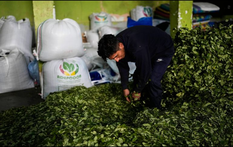 La UNODC reporta un aumento del 7% en los cultivos de coca en Bolivia durante 2025, impulsado principalmente por un crecimiento del 22% en la región del Chapare. AP/J. KARITA