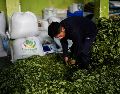 La UNODC reporta un aumento del 7% en los cultivos de coca en Bolivia durante 2025, impulsado principalmente por un crecimiento del 22% en la región del Chapare. AP/J. KARITA