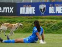 El can entró al terreno de juego durante los primeros minutos del segundo tiempo y recorrió la cancha del CAR del Atlante. IMAGO7