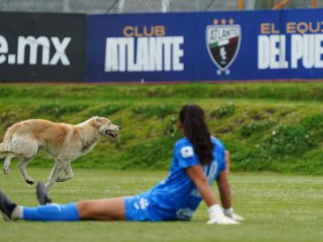 El can entró al terreno de juego durante los primeros minutos del segundo tiempo y recorrió la cancha del CAR del Atlante. IMAGO7